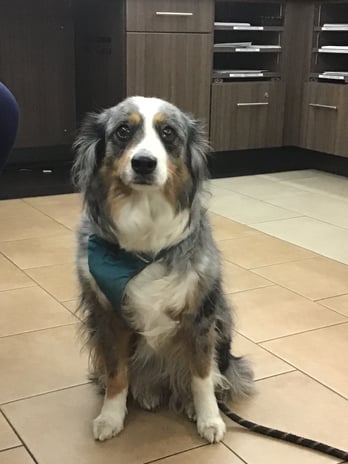 Images VCA West Los Angeles Animal Hospital