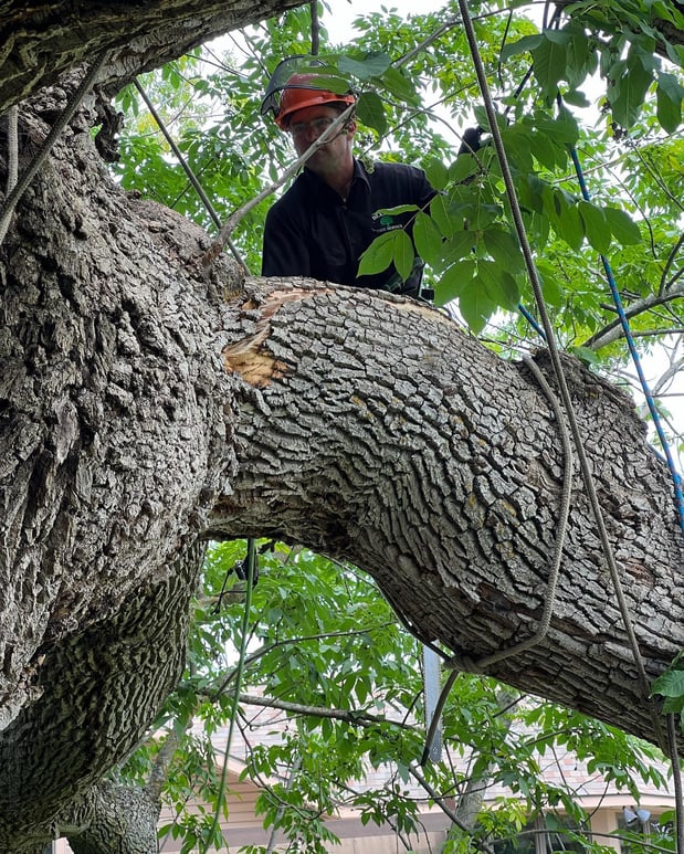 Images Deering Tree Service