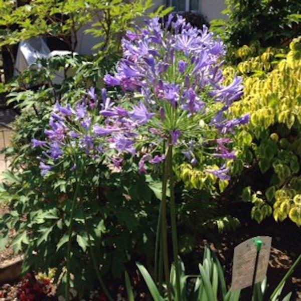 Reiter Gartenbau und Gartenpflege, Bleulerstrasse 4 in Zürich