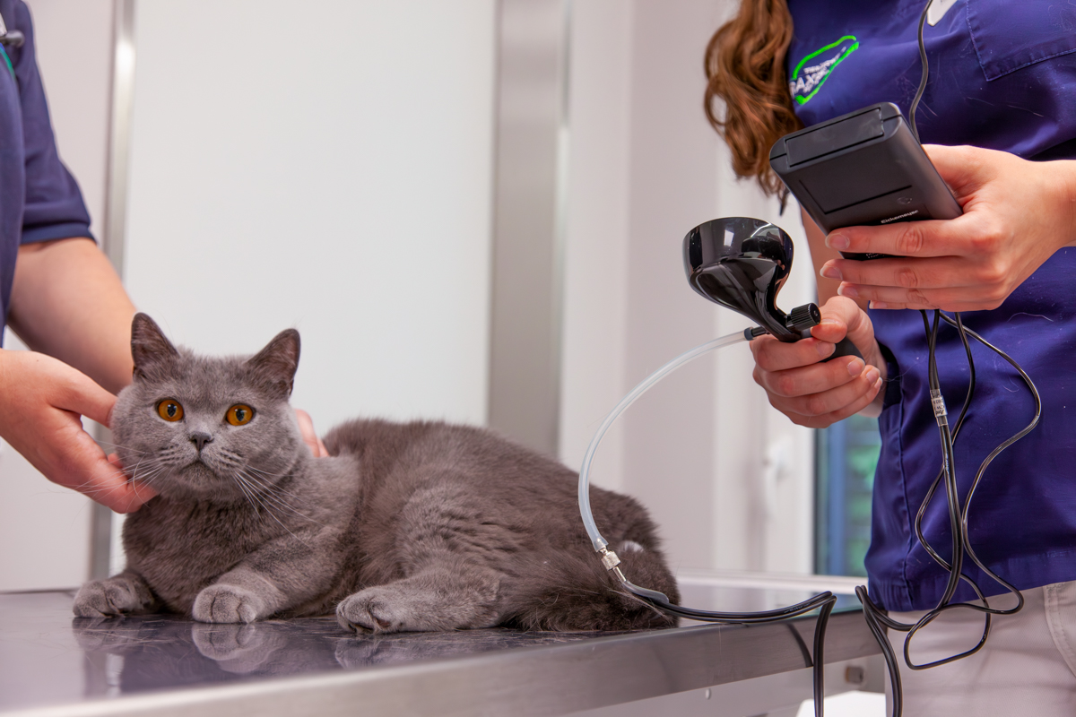 Bild 10 Tierarzt Nieder Schloß Holte-Stukenbrock, Tierärztliches Zentrum am Holter Wald, Kleintierpraxis Dr. Nieder in Schloß Holte-Stukenbrock