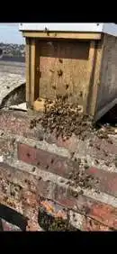 Images Platoon Pest Control