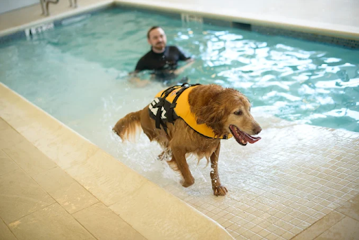 Dog swimming in pool at Olde Towne Pet Resort