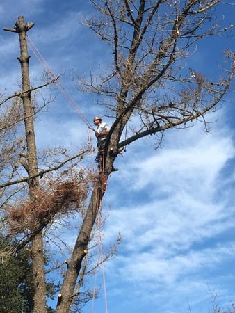 Images Am/Pm Tree Service, Inc.