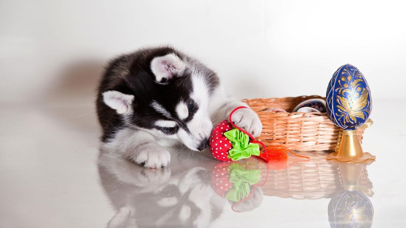 Images Dyreklinikken Viby Sjælland
