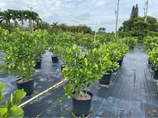 Images Grateful Clusia Nursery