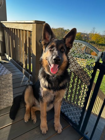 Images Marjorie Schaeffer - State Farm Insurance Agent