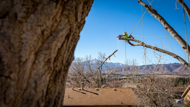 Images King Tree Service