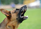 Images Dog Pawpa K9 Connection