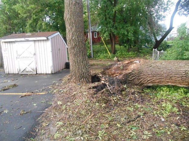 Images Wellman Tree Service