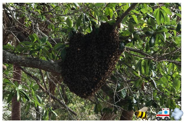 Images A Team Wildlife Removal & Bee Removal Miami