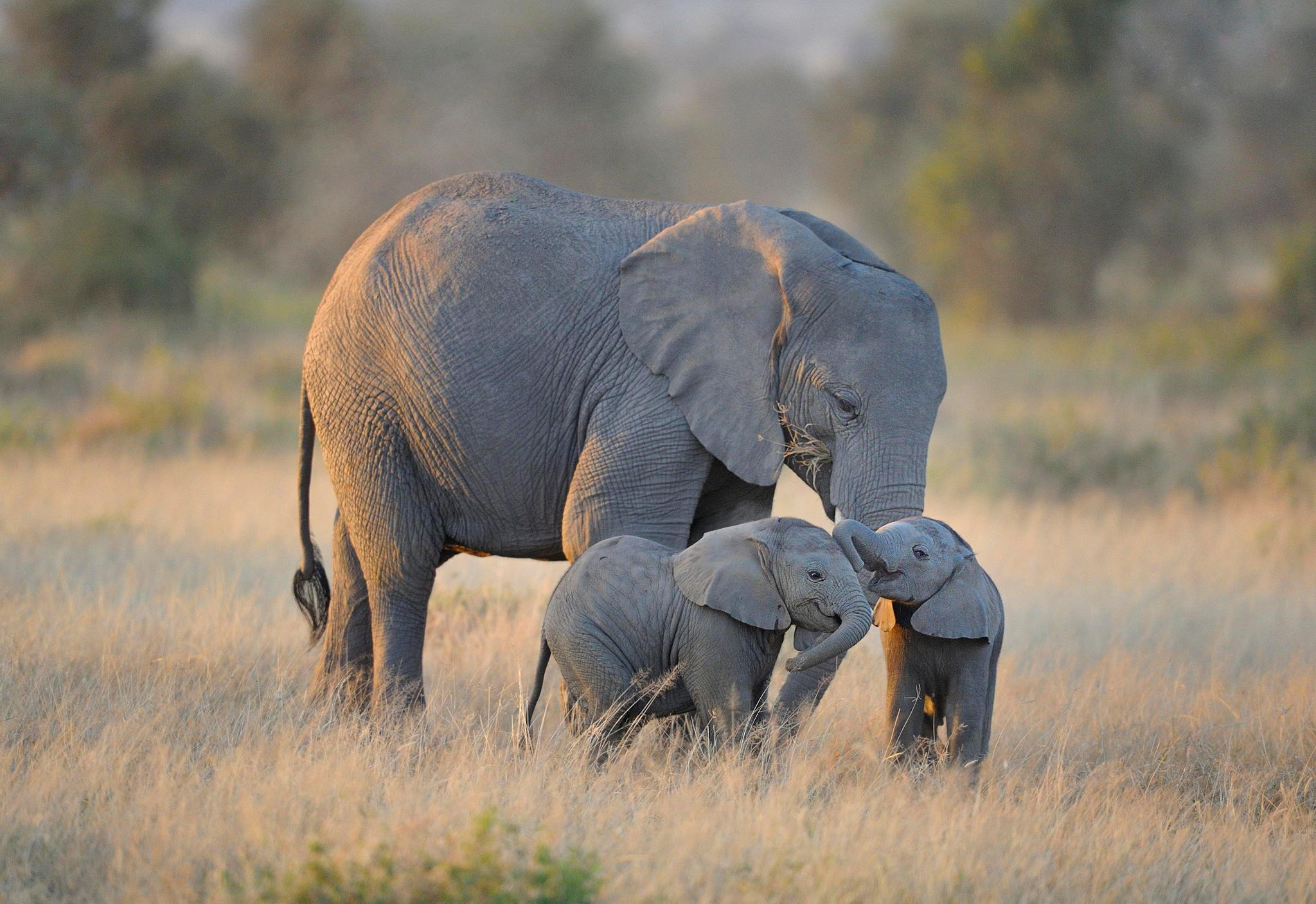 Image 3 | Emmy's Elephant Emporium