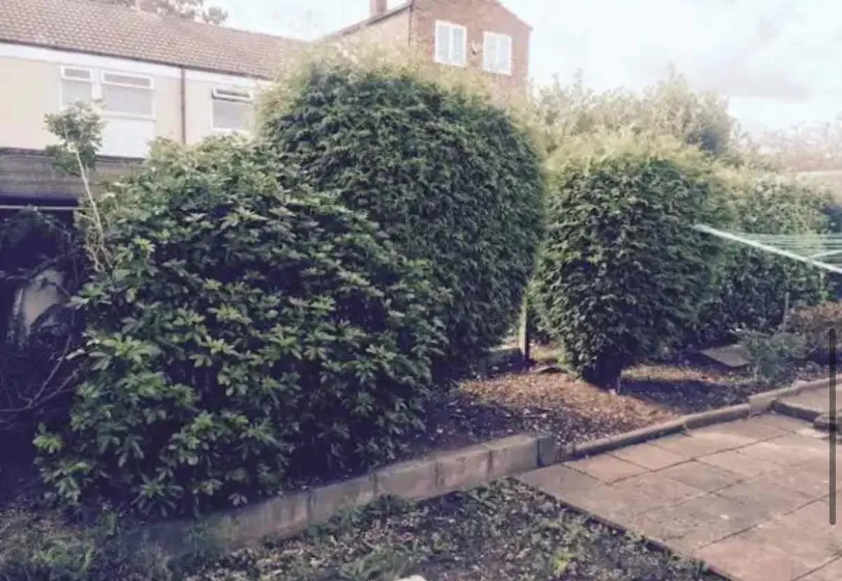 Images Tree Doctors & Landscaping