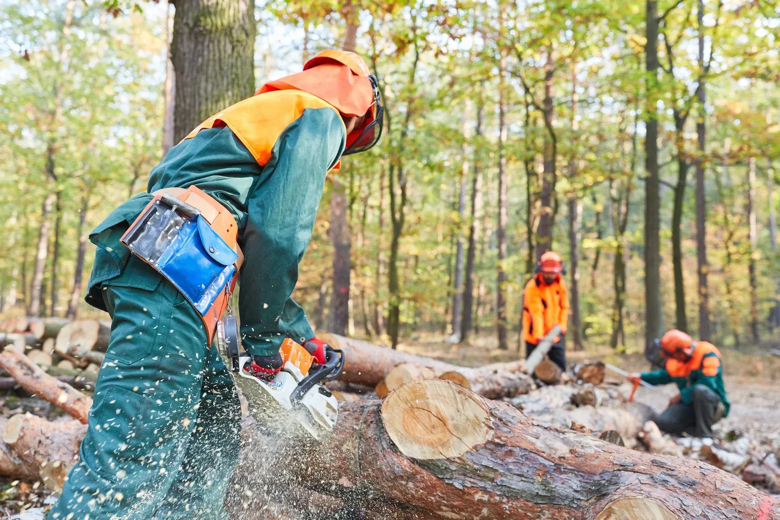 A logger in protective gear uses a chainsaw to cut a felled tree trunk, with wood chips flying. Two other loggers are visible in the background working amidst more cut logs in a dense forest setting.