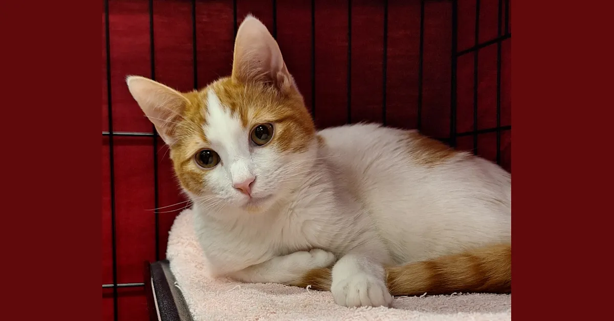 Image of Local Pet Event Adoption Day at Boofy's Kat Kastle Suites (Cutler store) Nearby