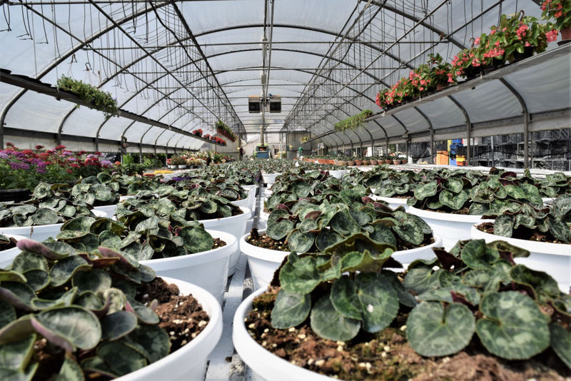 Images Floricoltura Casali Azienda Agricola