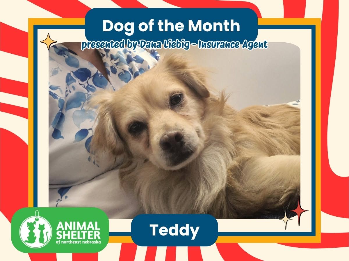 Our insurance office is proud to feature Teddy as our Dog of the Month! Teddy is a friendly 6-year-old long-coat Chihuahua who loves lap snuggles, family time, and making dog pals. Apply to adopt this sweet boy today!
