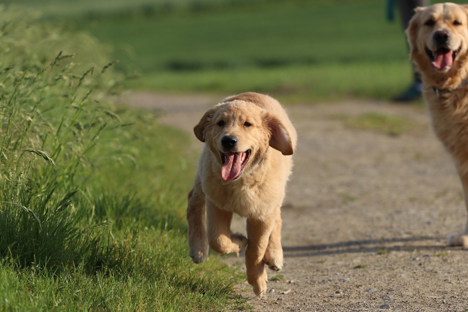 Hundetraining Zum Dream-Team in Castrop-Rauxel