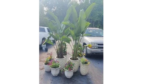 Images Turning Leaf Landscapes