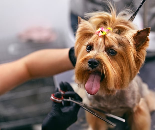 Images San Diego Grooming Academy