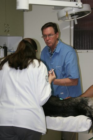 Images VCA Brentwood Animal Hospital