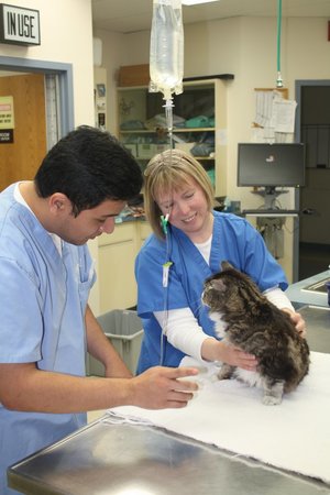 Images VCA Worth Animal Hospital