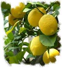 Images 3 Ponti Società Cooperativa Agricola