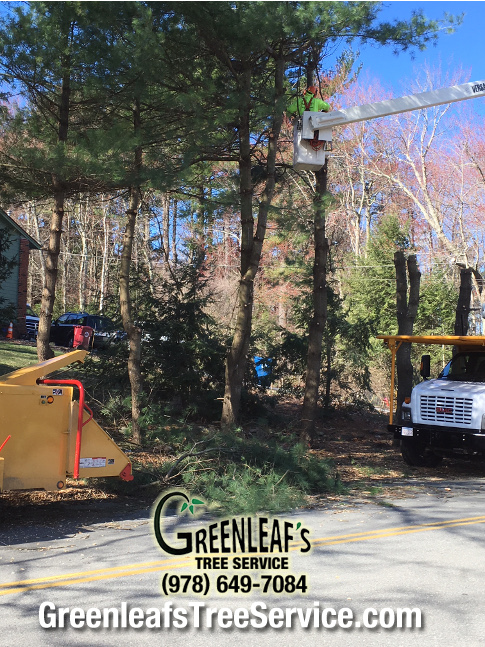 Greenleaf's Tree Service Photo