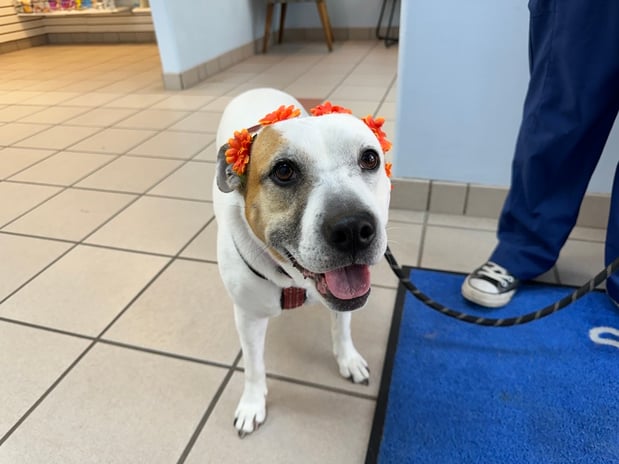 Images VCA Fleming Island Animal Hospital