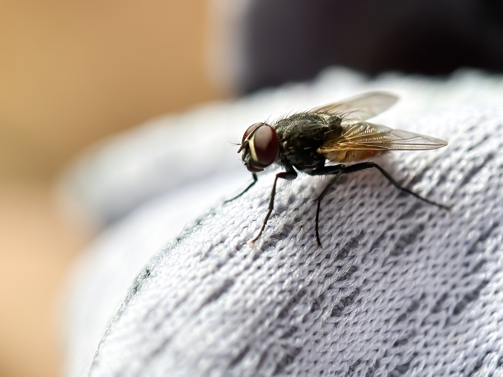 The spring and summer months bring the return of flies! When they get into your home, the can be very annoying. but more importantly, flies can carry over 100 different types of diseases! At sure Thing Pest Control, we go to the source of the fly infestation and eliminate them there. Are you dealing with flies in your home? Call us today and schedule an appointment.