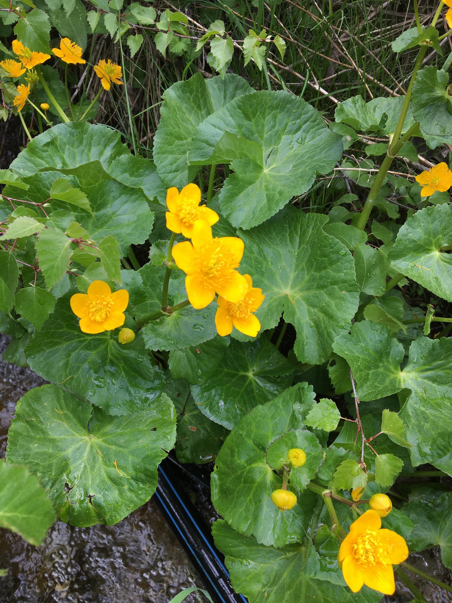 Emilia Karlen, Schulhausstrasse 3 in Niedergesteln