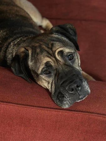 Images Leash and Love LLC