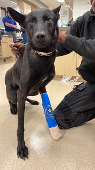 Images VCA West Los Angeles Animal Hospital