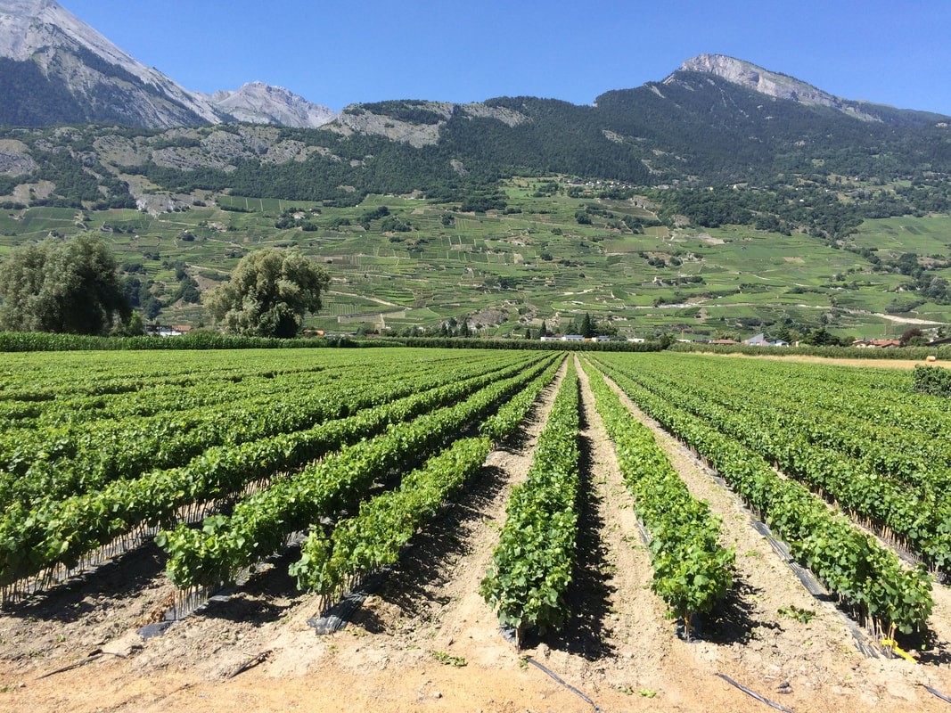 Multiplants Sàrl, Route des Charmilles 42 in Vétroz