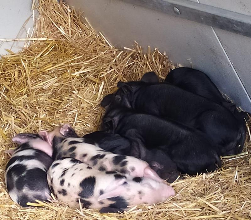 Images Agriturismo su Stai Podere Valbella