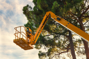 Images Whorley's Tree Service