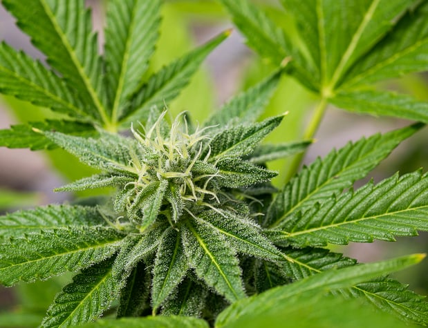 Images THE Dispensary - Kaukauna