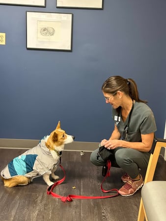 Images VCA AVH Animal Hospital