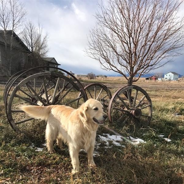 Invisible Fence® protecting dog in Colorado