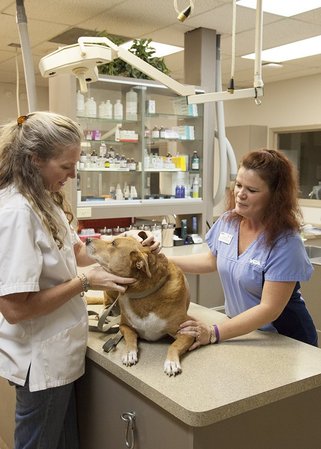 Images VCA Elliot Park Animal Hospital