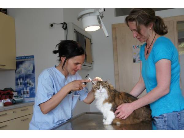 Bilder Tierarztpraxis Isser
