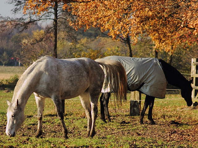 Sabine Carstens Reitbetrieb & Ferienwohnungen, Fasanenweg 17 in Bockhorn