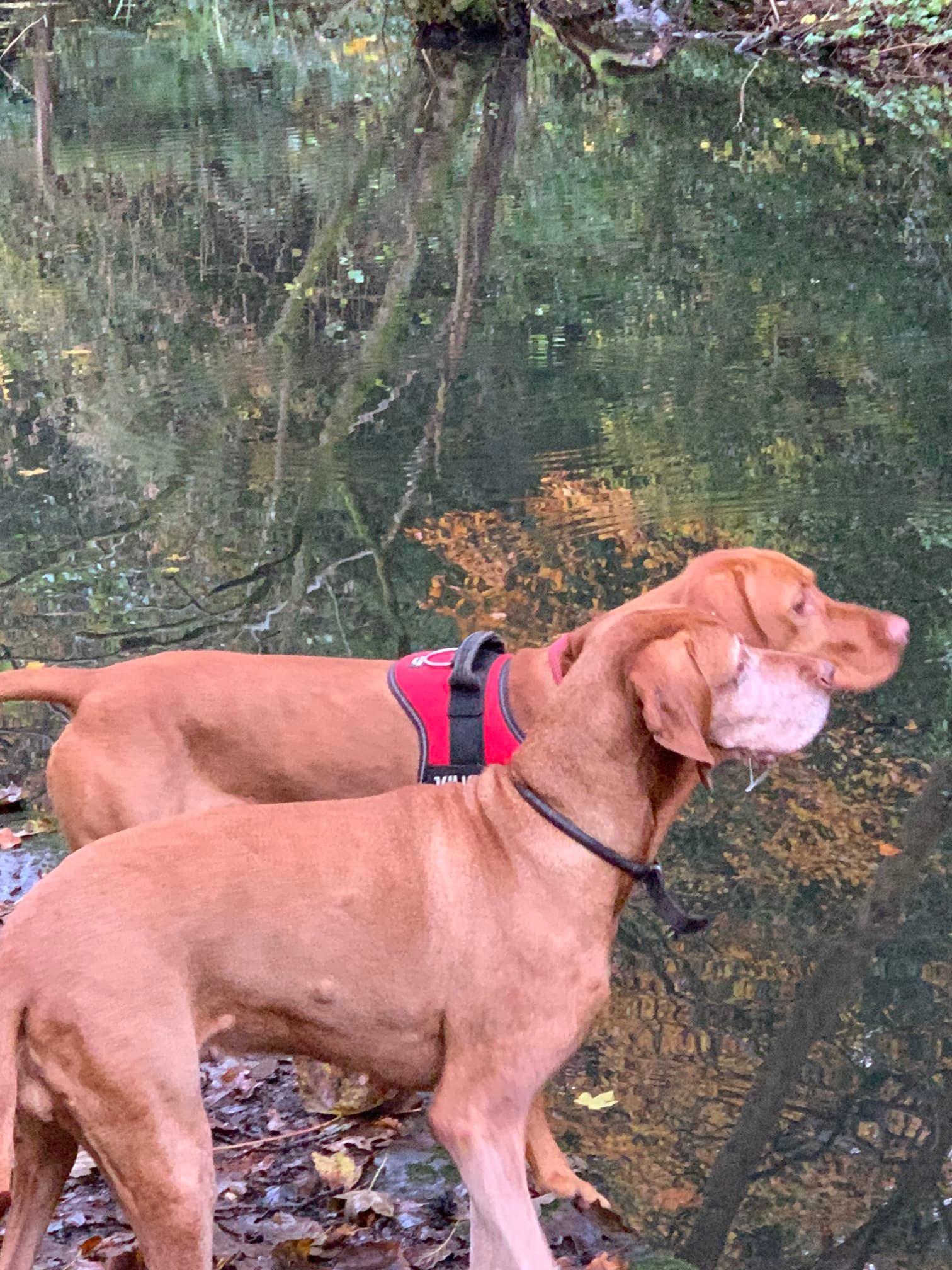 All About Paws in Cardiff, Coryton Crescent Pet Shops