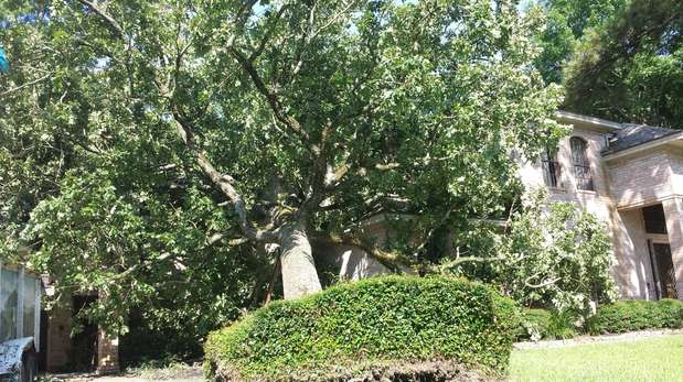 Images TNT Tree Service