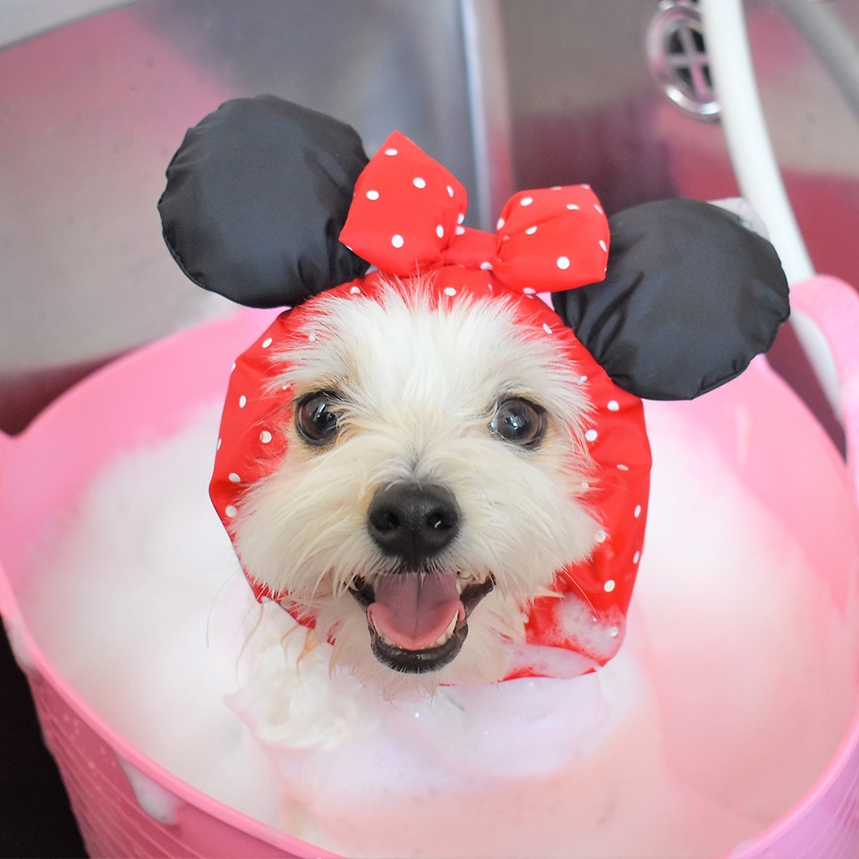 Images わんわんスタイルANNE