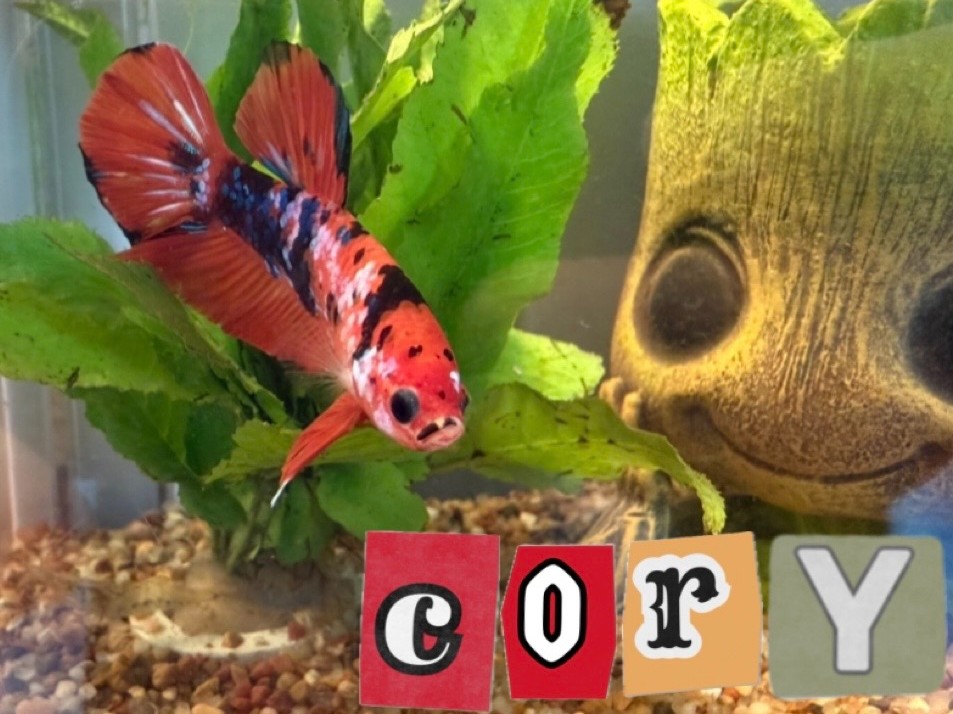 Celebrating the finned friends in our office who make our days little brighter here. Happy National Pet Day!