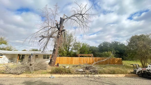 Images CBM Tree Services LLC