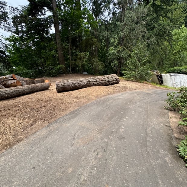 Images Alexa's Tree Service