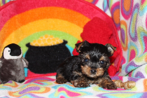 Roman Empire Yorkies Animal Services Panama City Florida