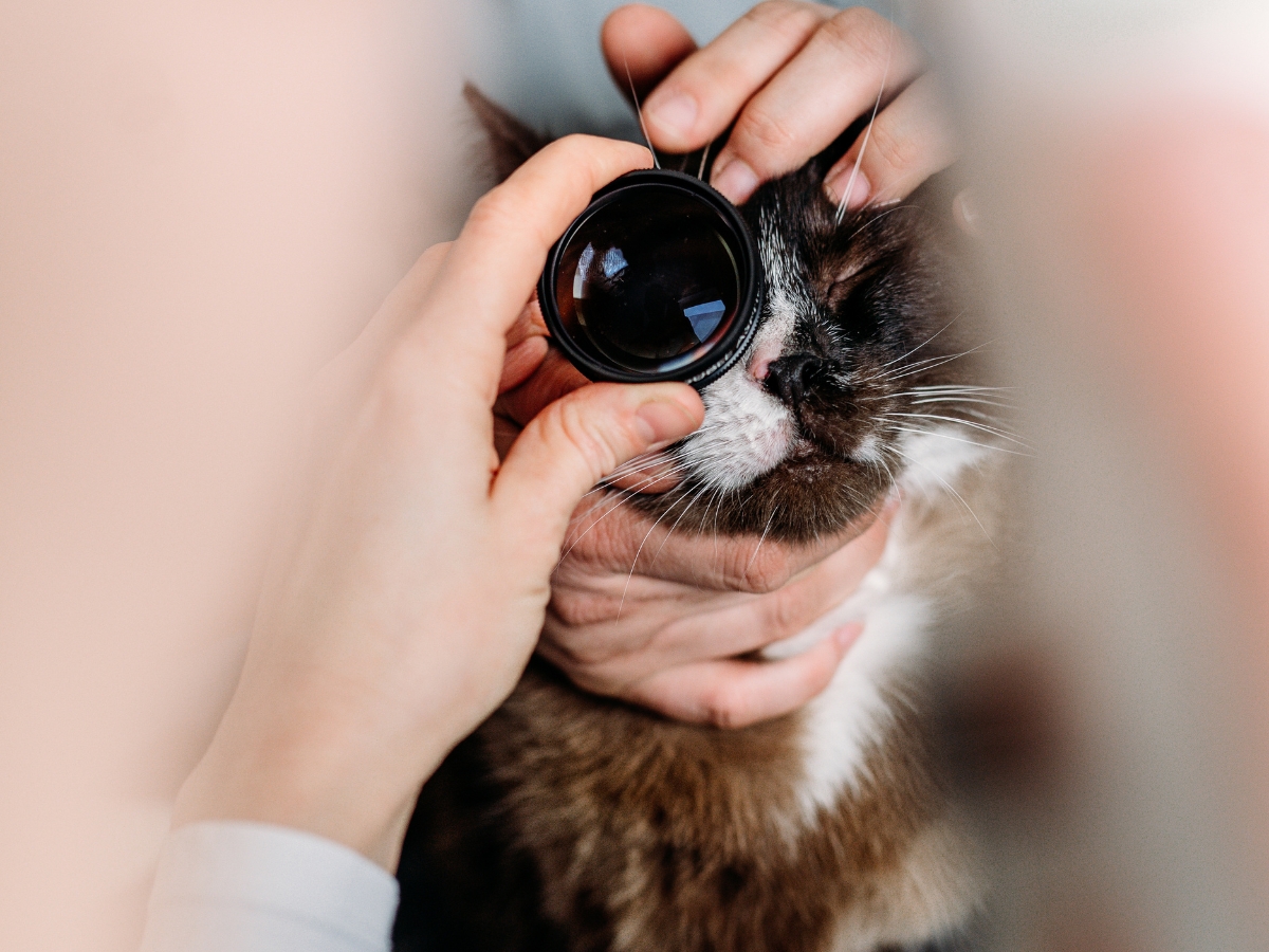 Bilder Tierarzt Vormum Berlin-Mahlsdorf, Tierarztpraxis am Wildrosengehölz