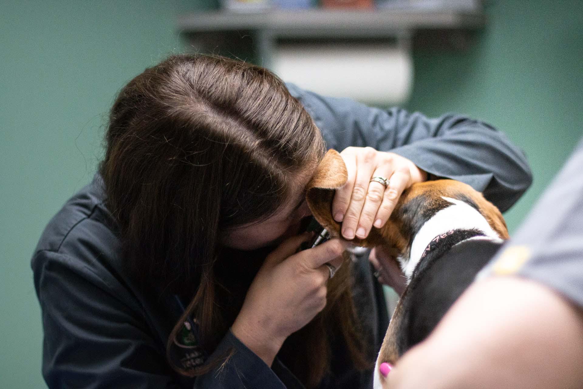 Part of our patients wellness exam is to check the ears, and this adorable pooch was a great patient for Dr. Erica as she conducted the ear exam.